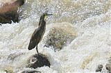 Fasciated Tiger-Heron